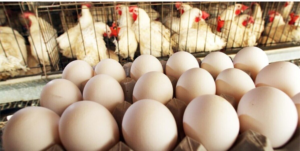 صادرات ۱۰۰ هزار تن تخم‌مرغ در سال جاری