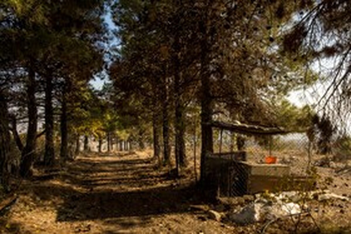 آئین کاشت 15 هزار نهال به نیت شهدا در بوستان جنگلی سرخه حصار