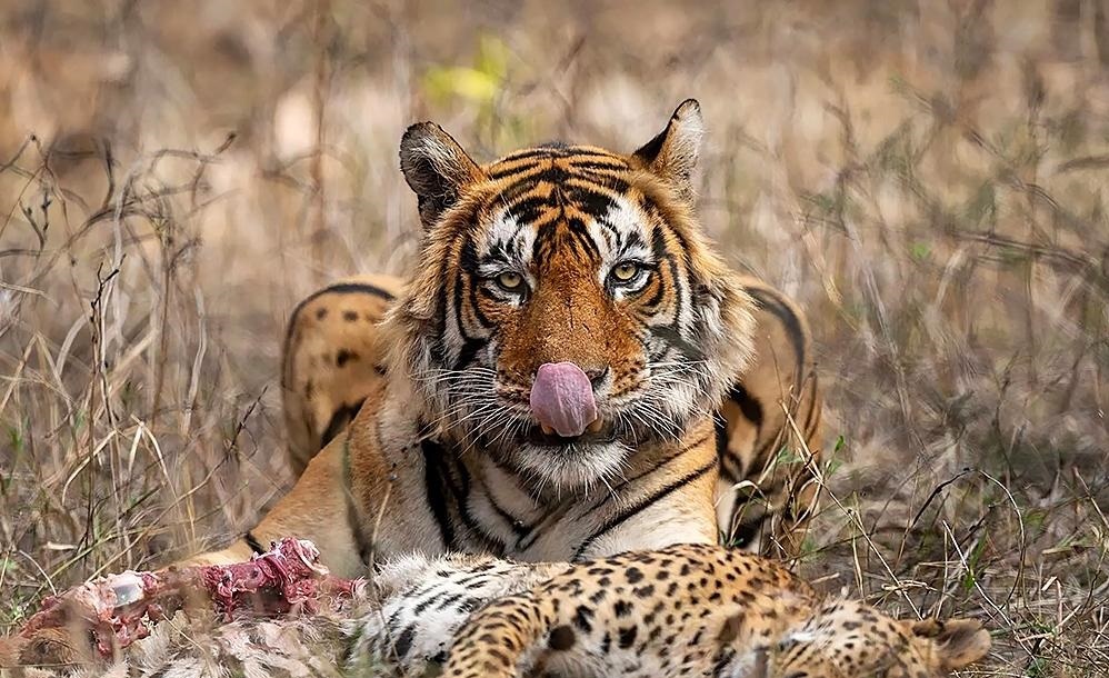 وقتی پلنگ شکار ببر می شود! + عکس