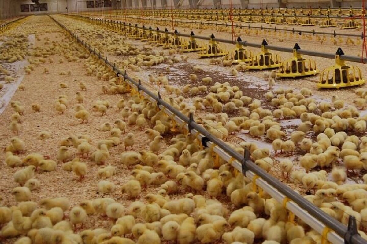 افزایش 22 درصدی جوجه ریزی در مرغداری های خوزستان