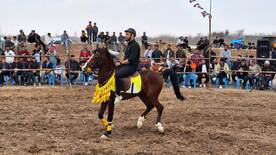 همایش اسب های بومی و محلی در شهرستان بویین زهرا برگزار شد