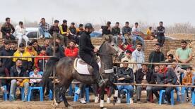 مسابقات درساژ و جشنواره زیبایی و شوهای اسب در قزوین را برگزار می کنیم