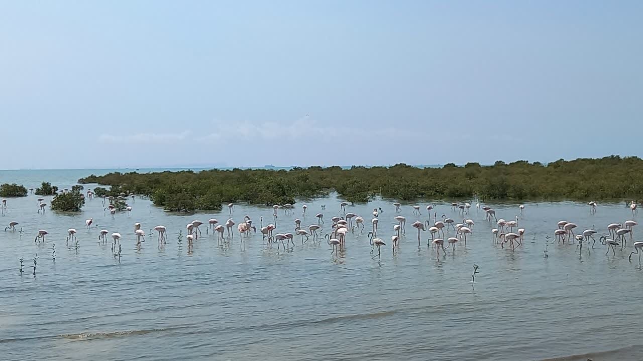 وی.آی.پی ساحلِ دود‌فروشان در بندرعباس؛ساحل بوستان ولایت را آزاد کنید
