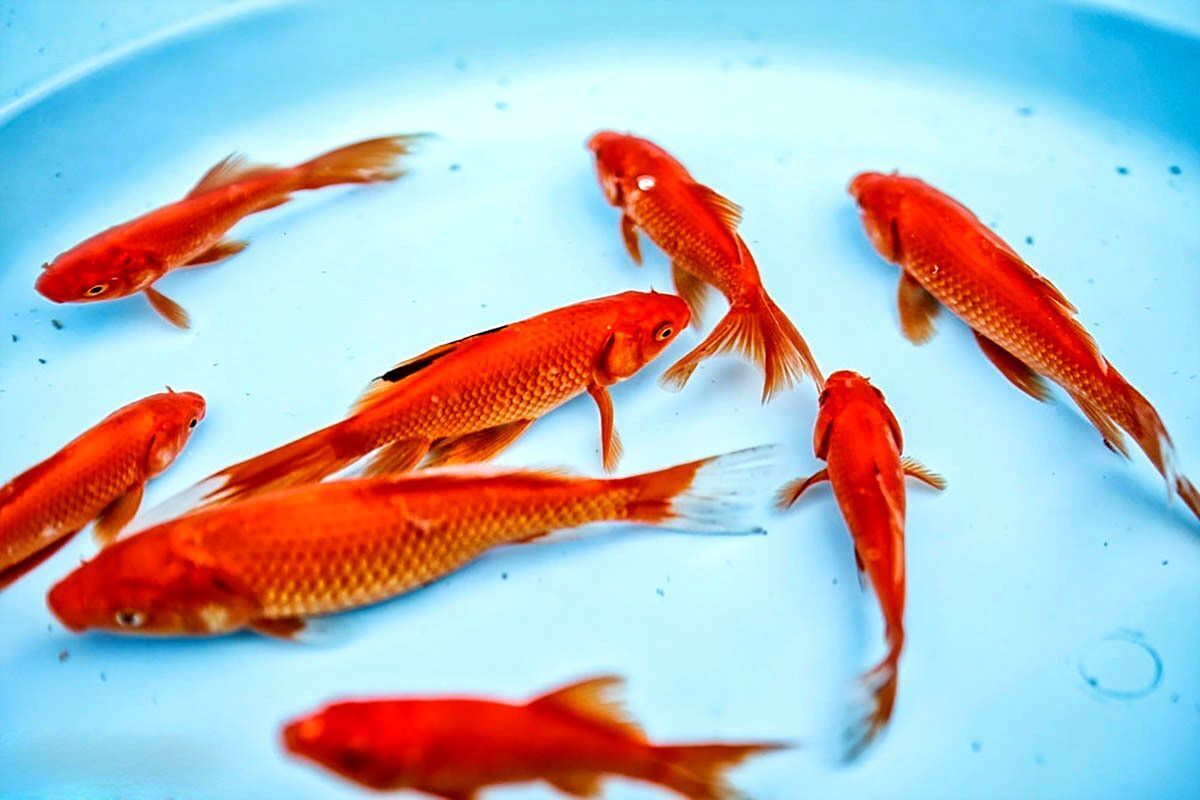 "ماهی قرمز" و "سبزه عید" دشمنان محیط زیست سر سفره هفت‌سین!