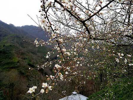 منطقه ییلاقی لیلاکوه مسیری محصور در باغات چای و مرکبات شهرستان لنگرود