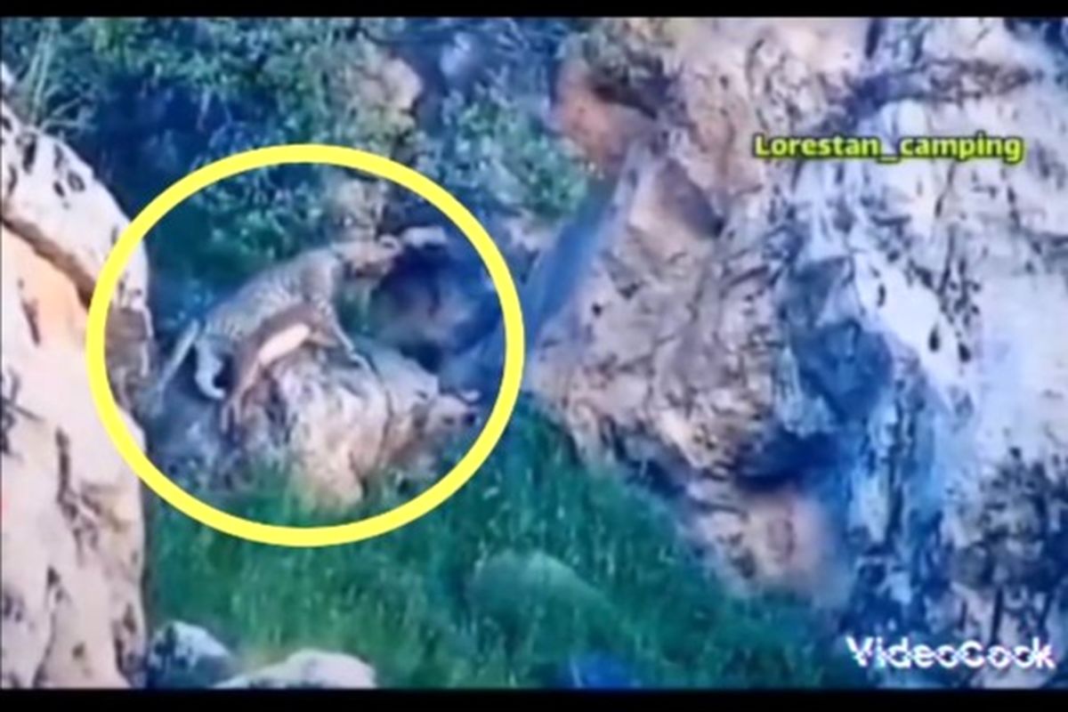 ثبت اولین تصویر از شکار یک رأس بز وحشی توسط پلنگ ایرانی در لرستان