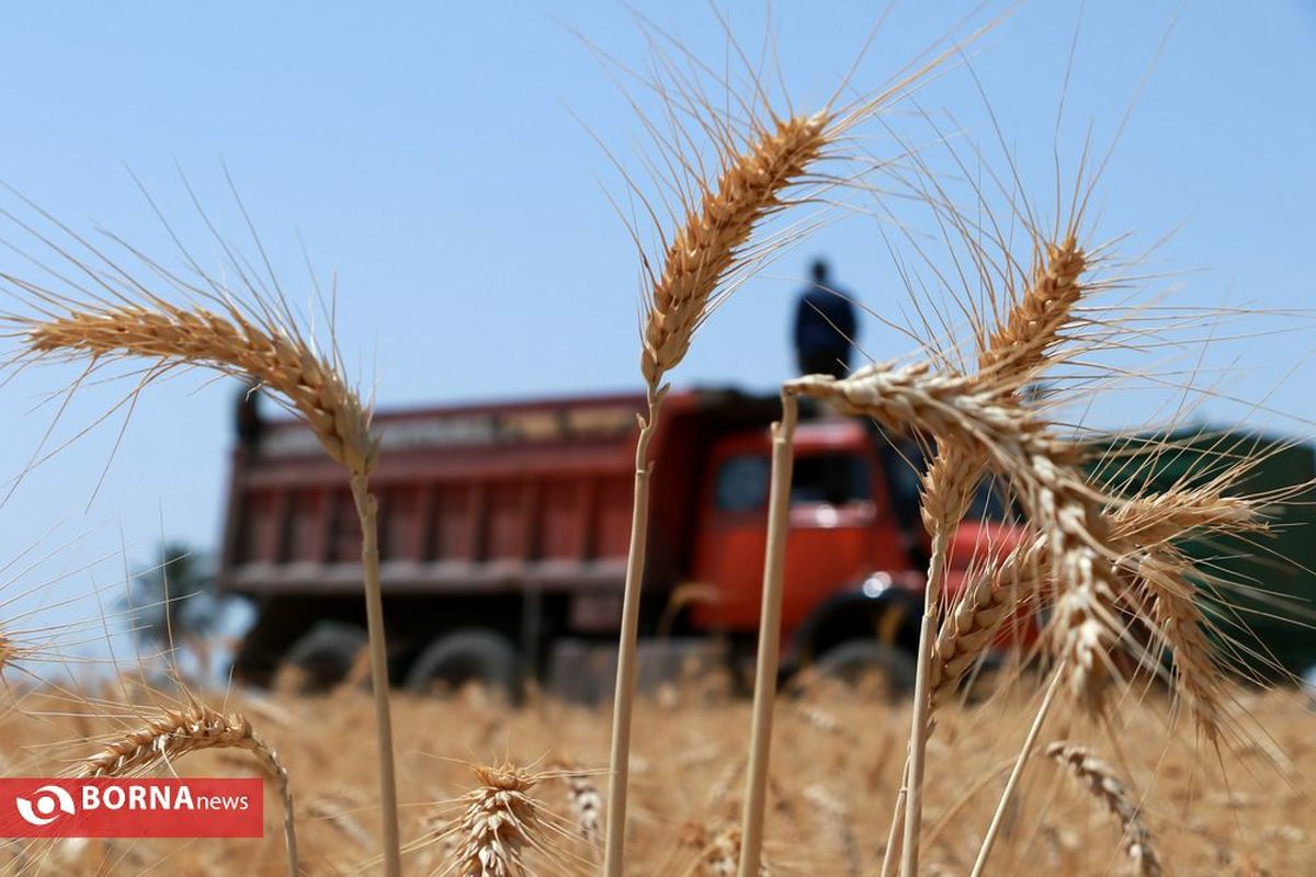 بیش از ۴۴۱ هزار تُن گندم و کلزا از کشاورزان خوزستان خریداری شد