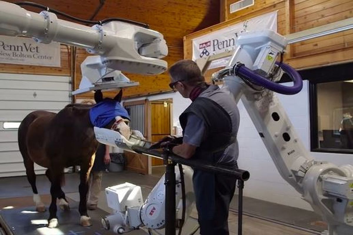 یک اسب می‌تواند به ساخت ربات‌های بهتر کمک کند