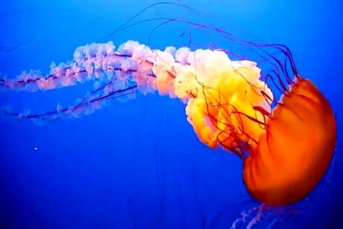حذف ضایعات پلاستیکی اقیانوس‌ها به کمک عروس دریایی