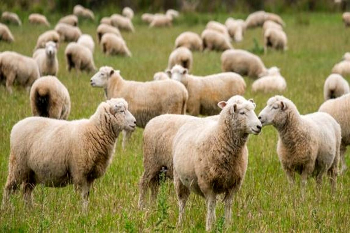 بهبود باروری گله گوسفند با فناوری نانو