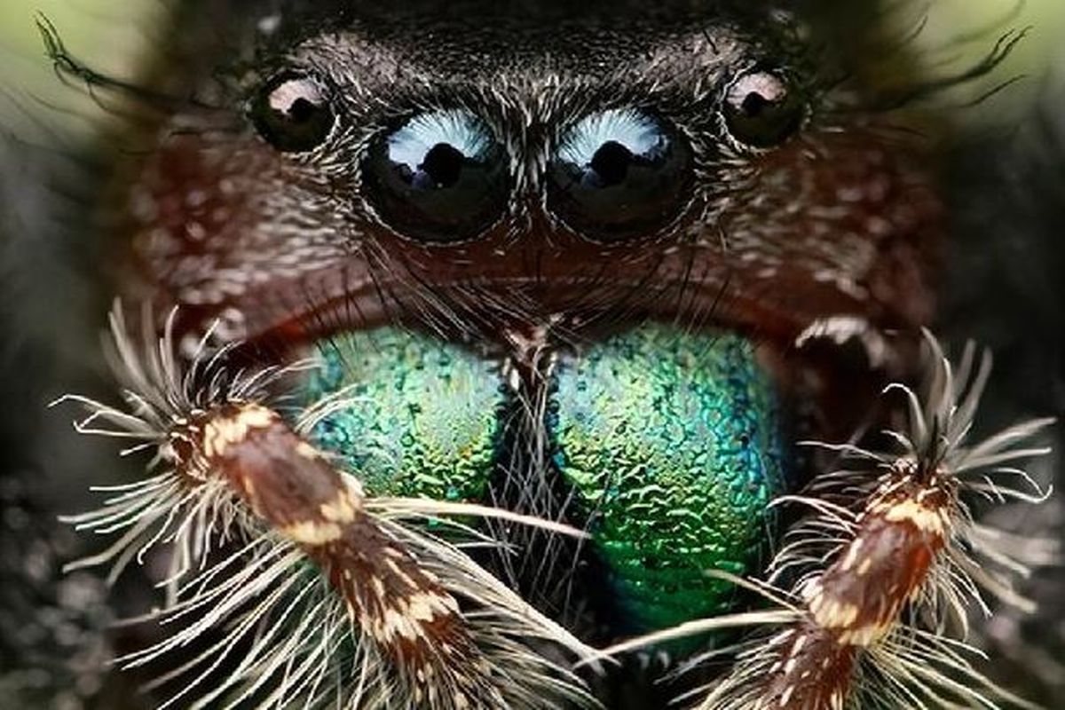 برای عنکبوت گرسنه چه اتفاقی می افتد؟