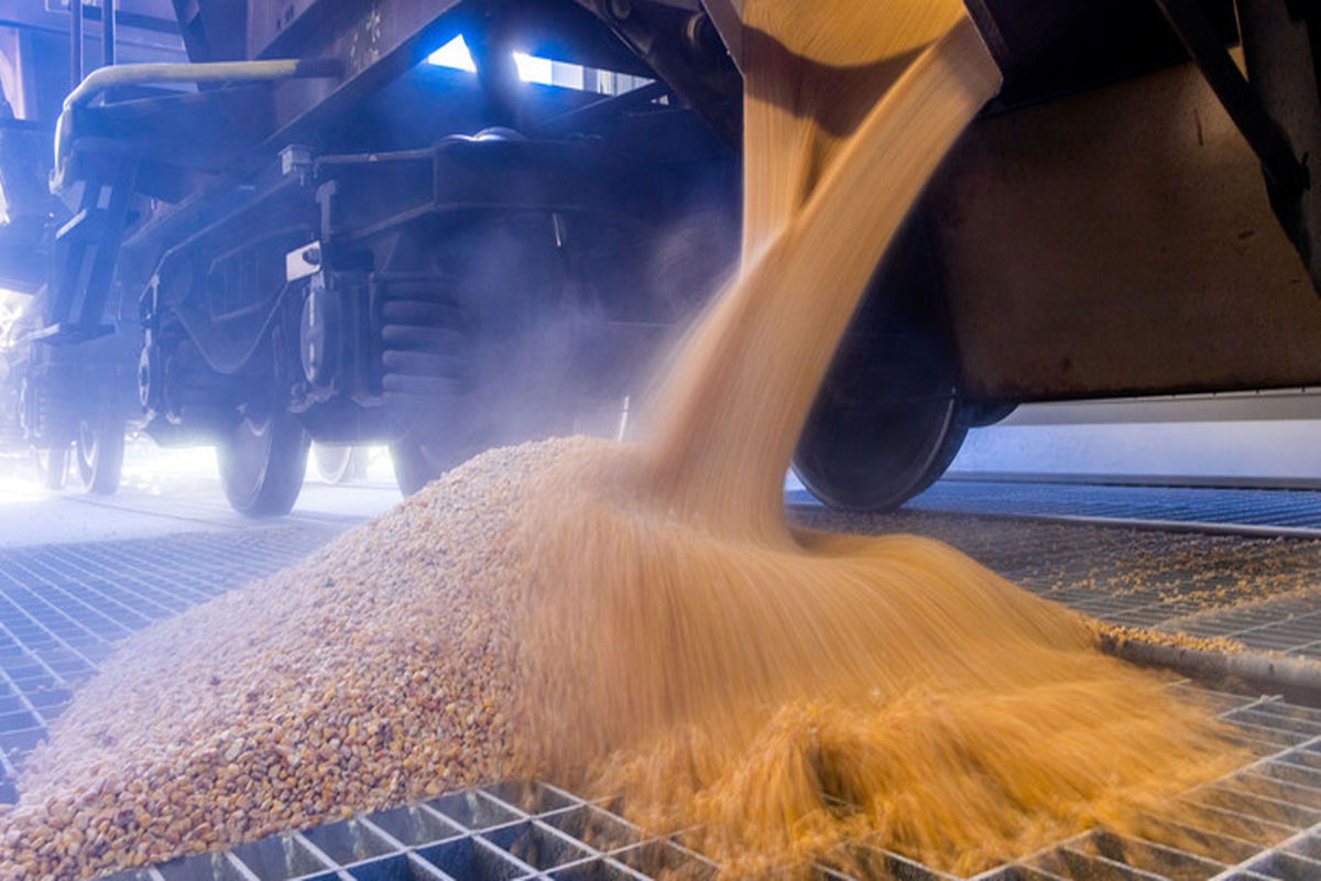 رشد ۳۲ درصدی خرید گندم از کشاورزان