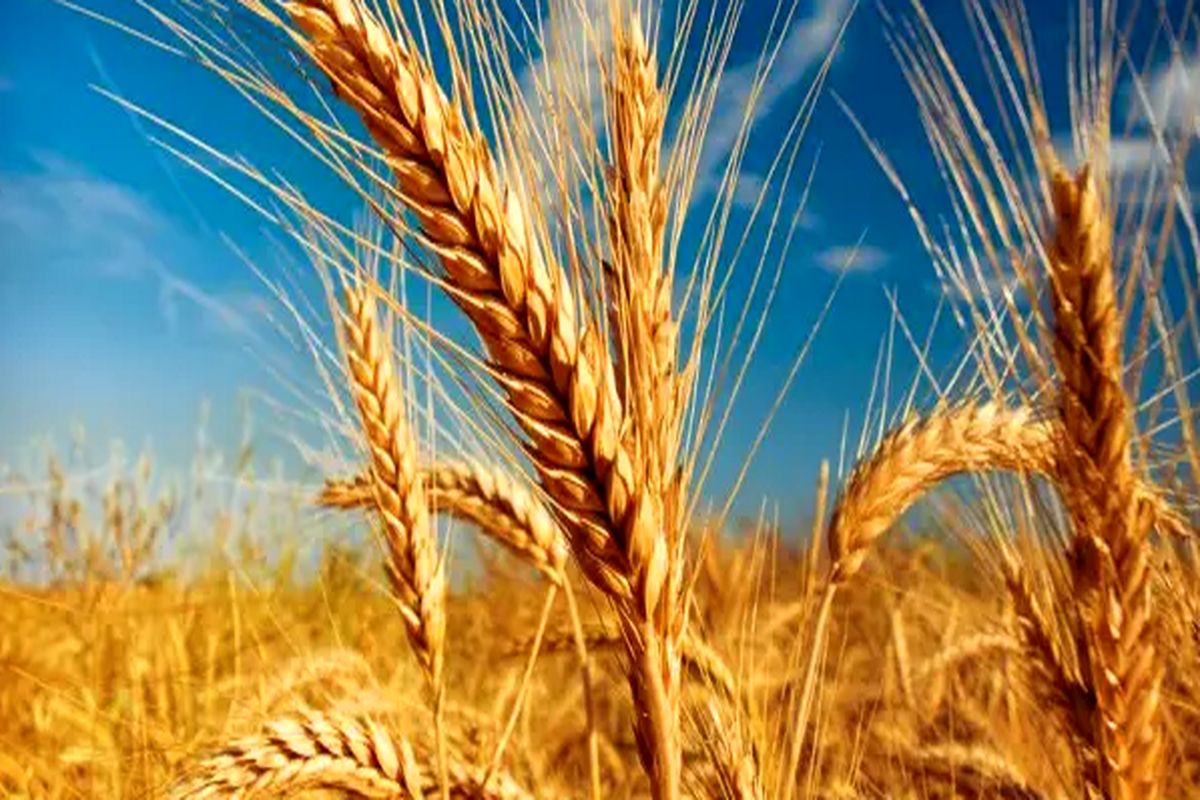 پیش‌بینی برداشت ۸ تا ۹ میلیون گندم در سال جاری