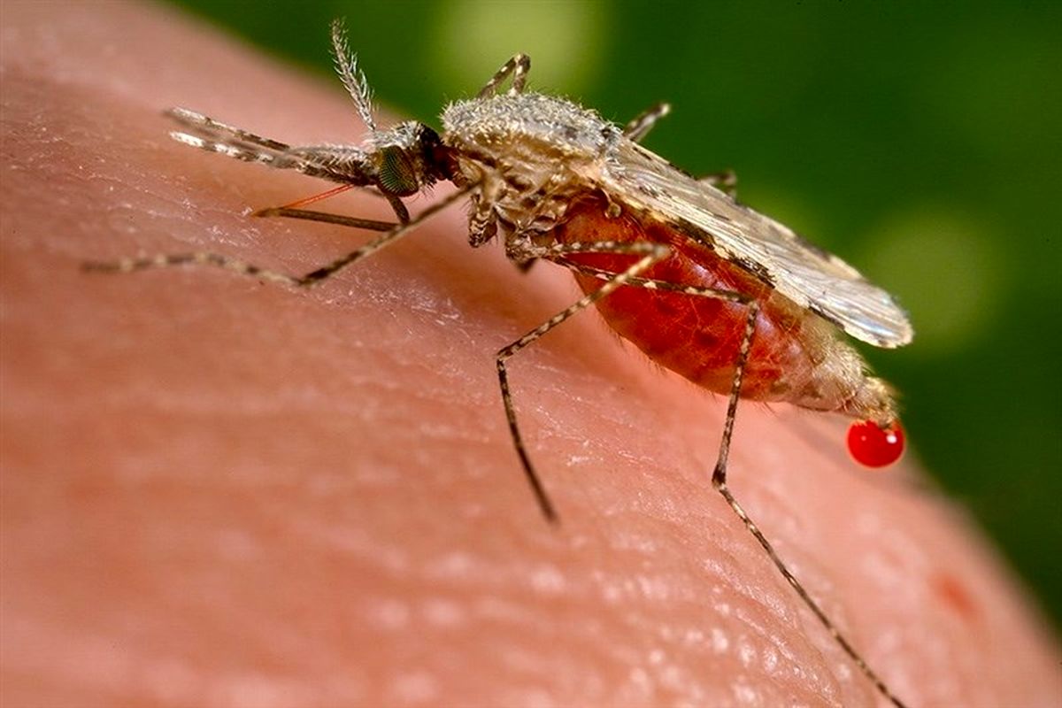 شناسایی ۳۲۵ مبتلا به مالاریا در سیستان و بلوچستان