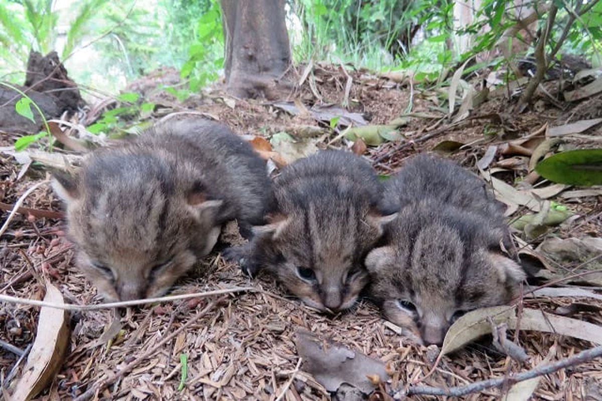 تحویل سه توله گربه جنگلی به محیط زیست استان گیلان+ فیلم
