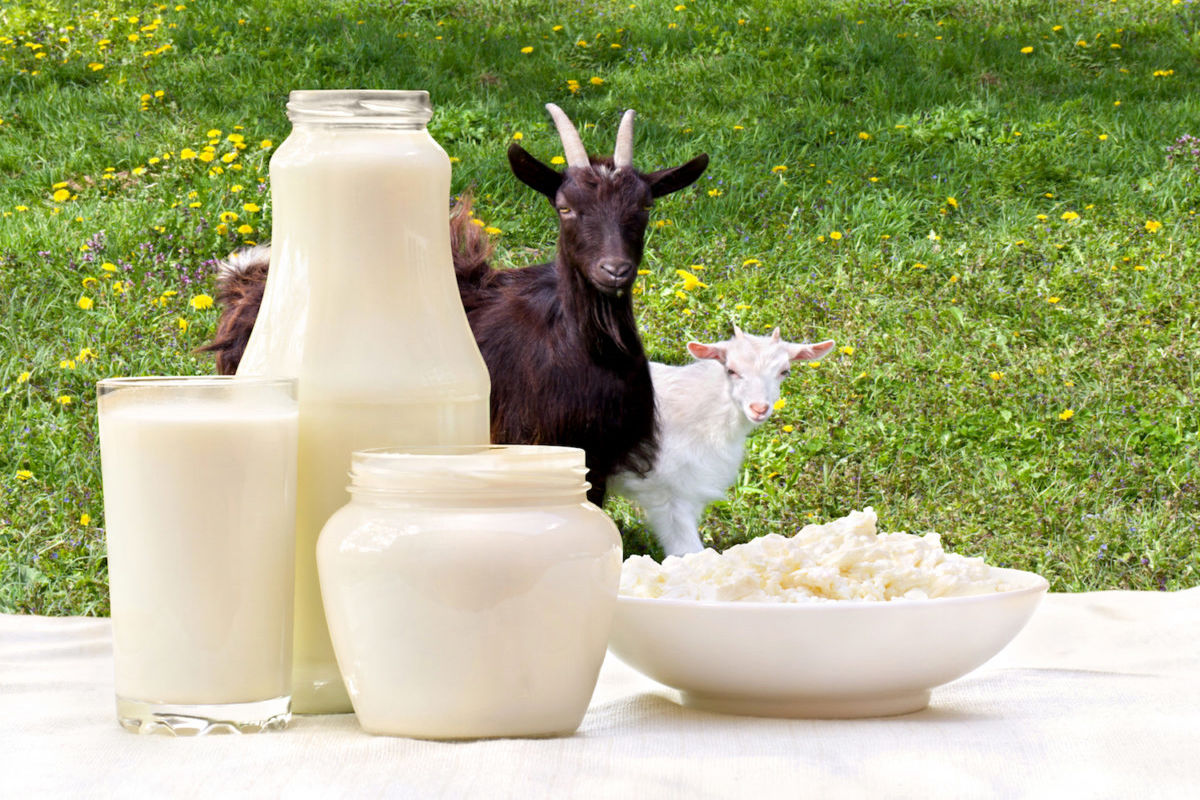 فواید جالب شیر بز مخصوصا برای کودکان