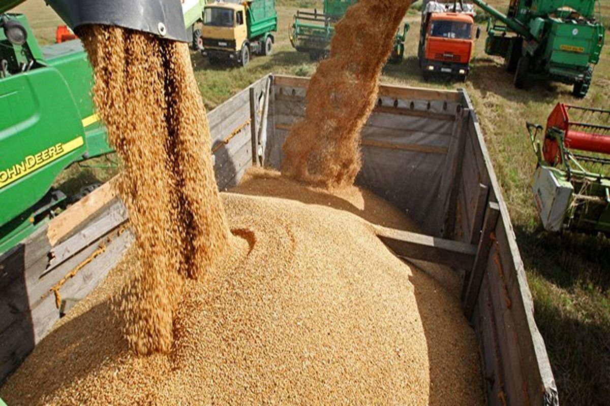 افزایش ۳۱ درصدی خرید گندم و کلزا از کشاورزان خوزستان