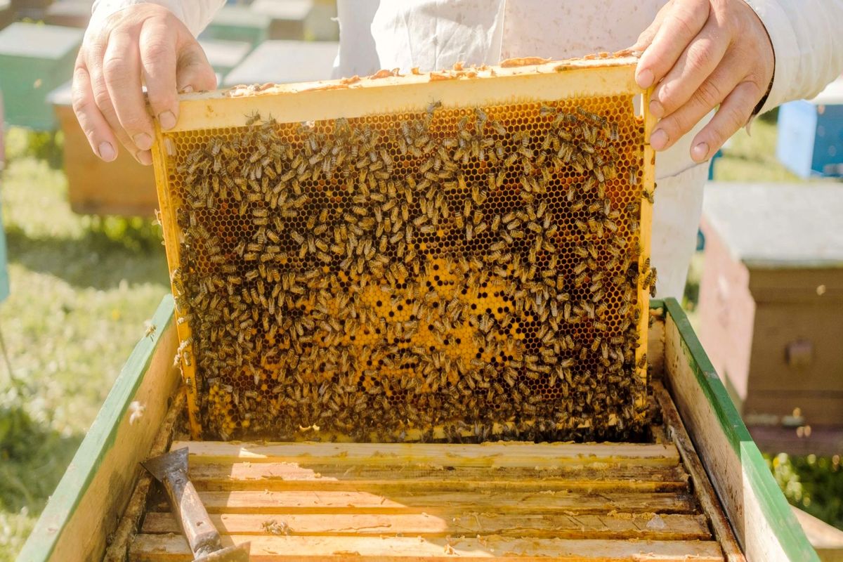 تولید بیش از ۱۰۲ تُن عسل در شهرستان گتوند