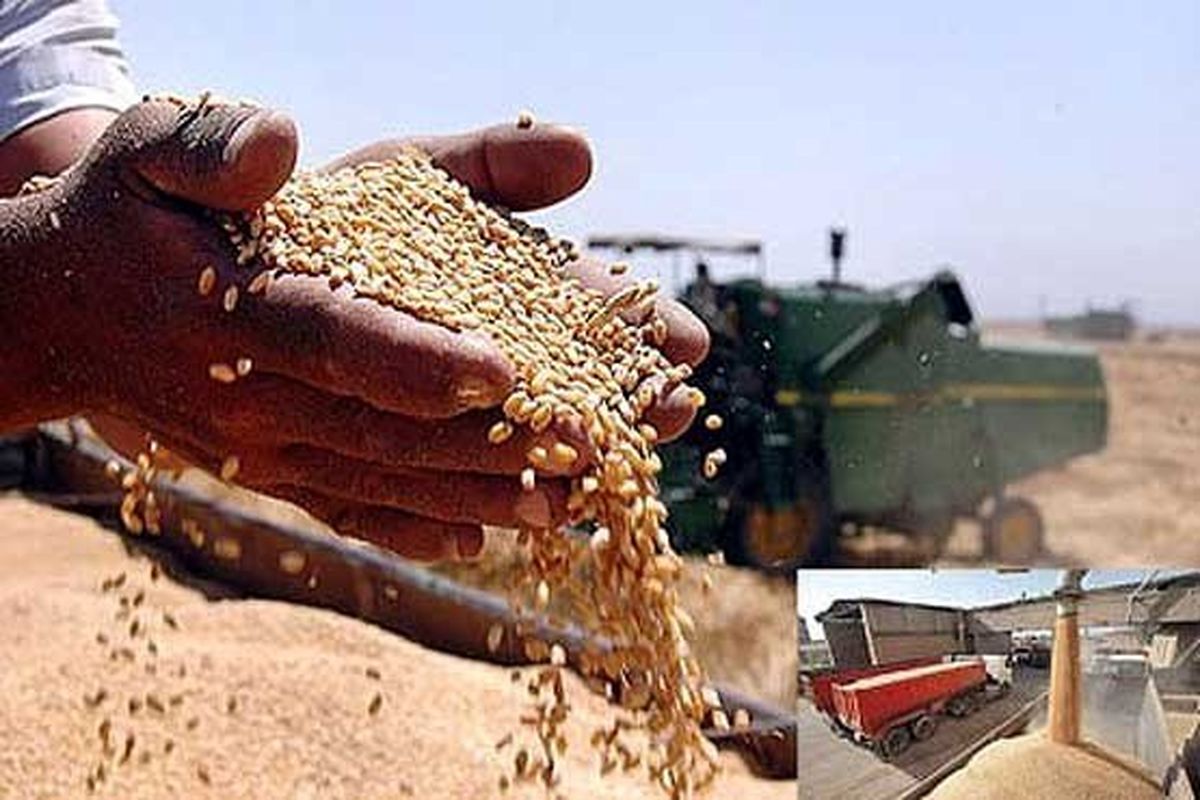 افزایش ۲۹ درصدی خرید گندم خوزستان نسبت به سال قبل / ۹ هزار میلیارد تومان از مطالبه کشاورزان استان پرداخت شد
