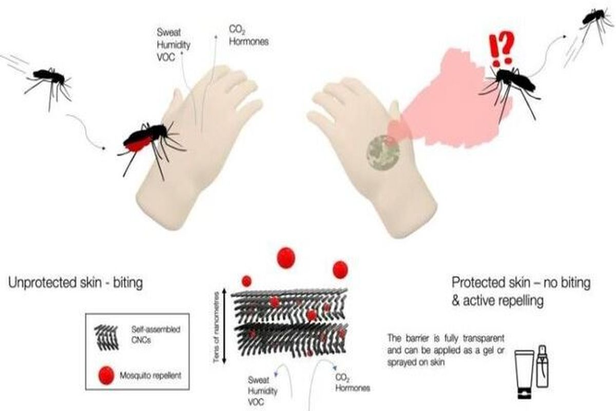 نجات از نیش پشه‌ها چگونه ممکن می شود؟