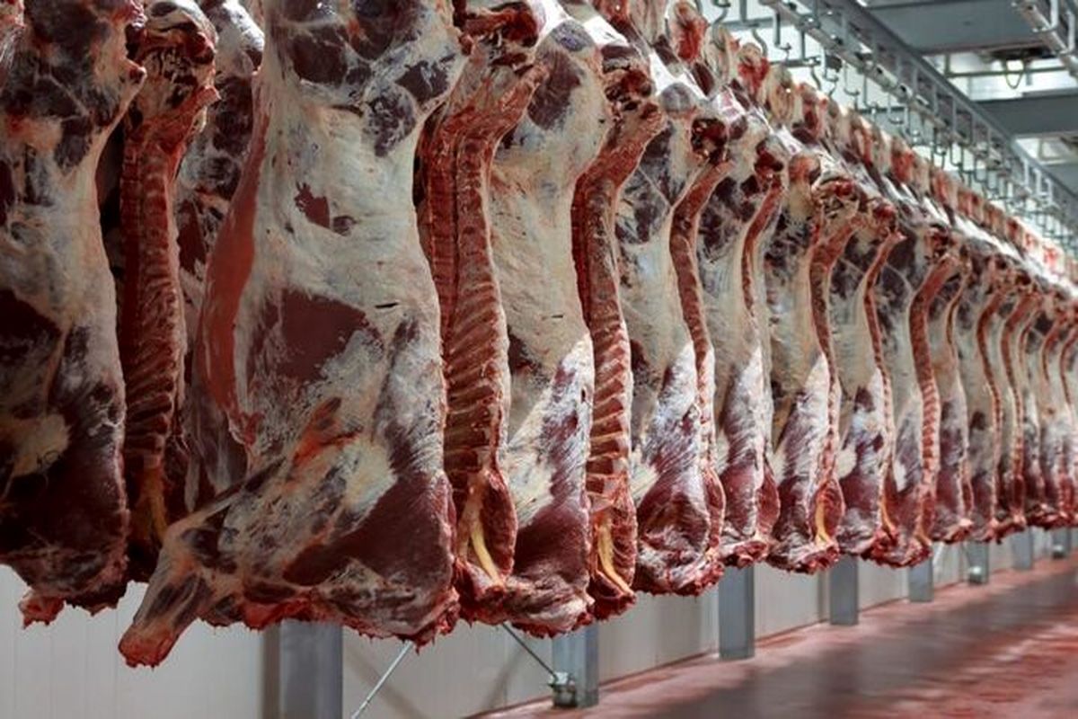 قیمت گوشت قرمز کاهشی شد/ قیمت هرکیلو لاشه ۳۱۰ هزار تومان