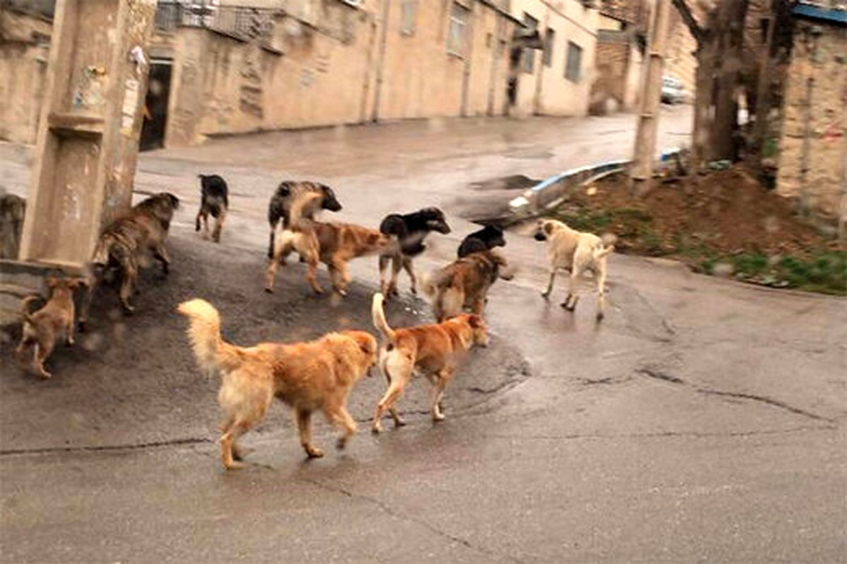 شهرداری تهران چگونه سگ‌های بلاصاحب را ساماندهی می‌کند؟