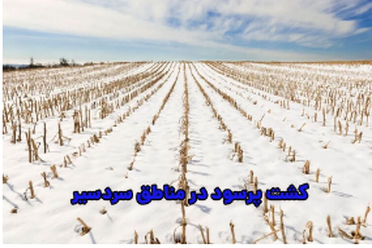 پردرآمدترین محصول کشاورزی در مناطق سردسیر
