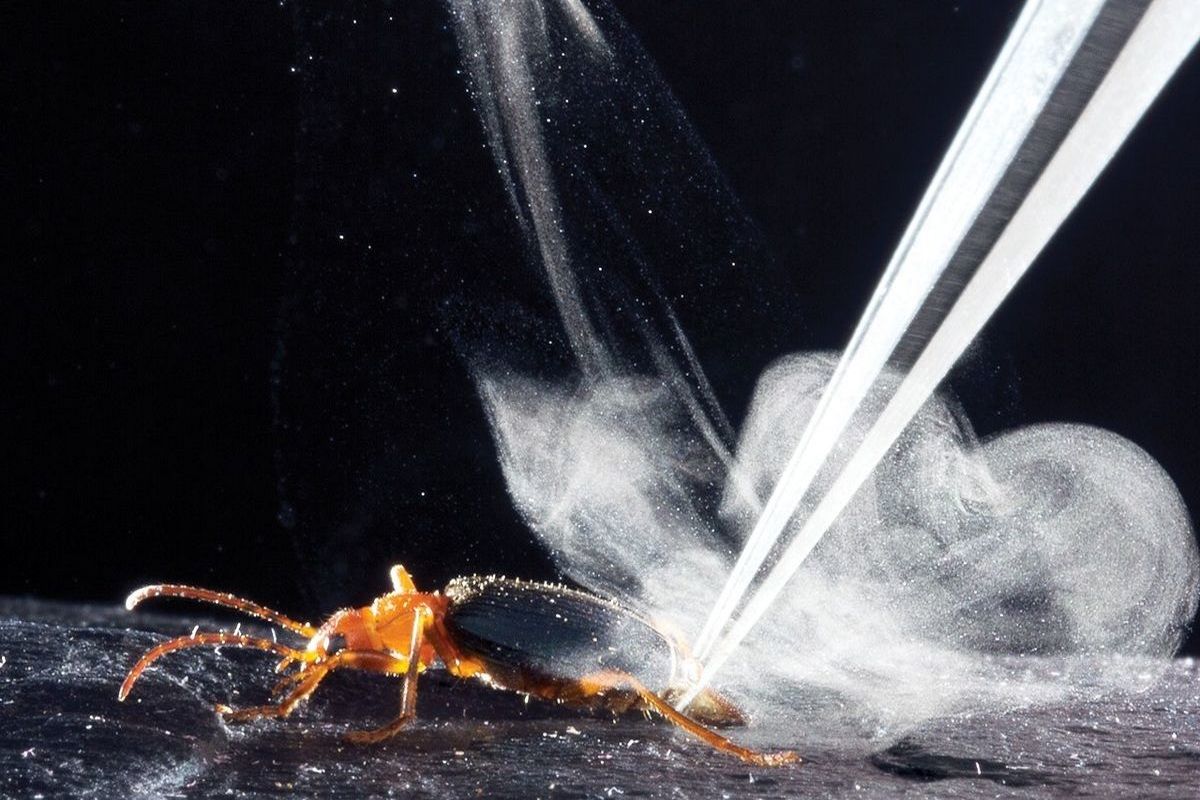 خطرناک‌ترین سوسک‌های جهان که نابود نمی‌شوند+تصاویر