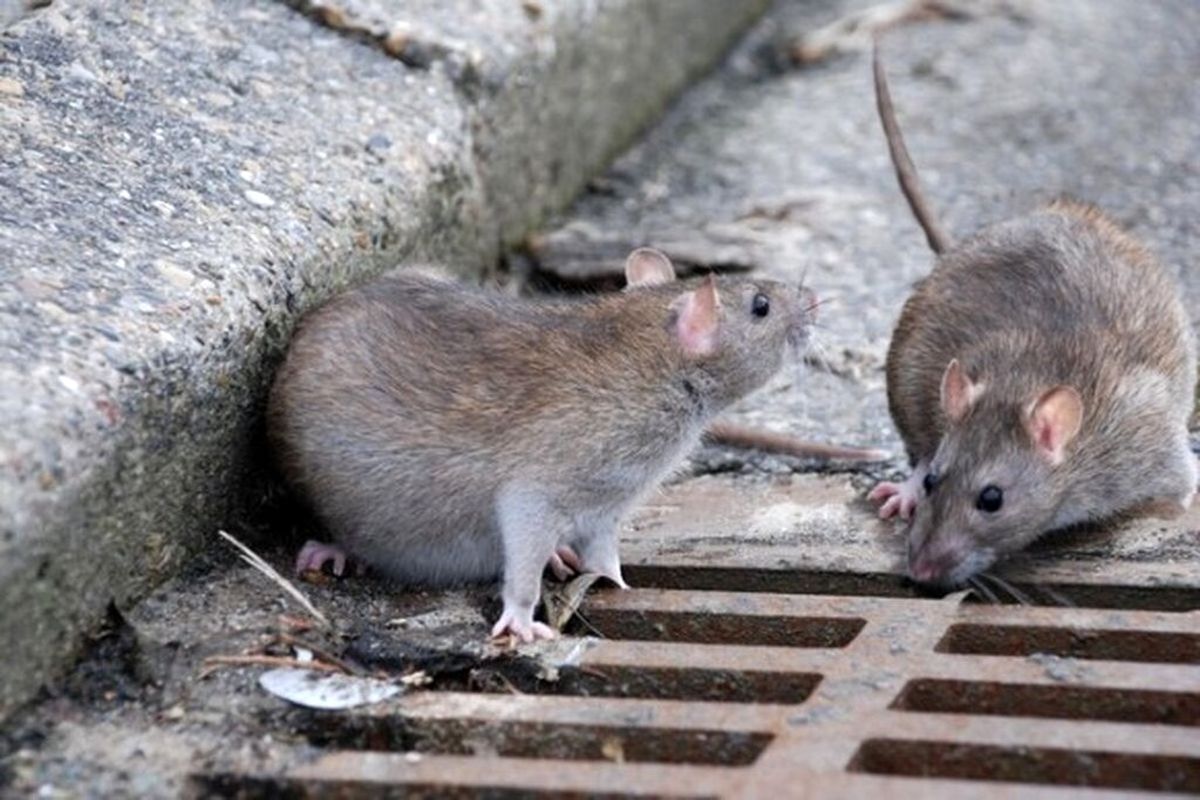 محل تجمع موش‌ها در تهران این ۳ خیابان است!