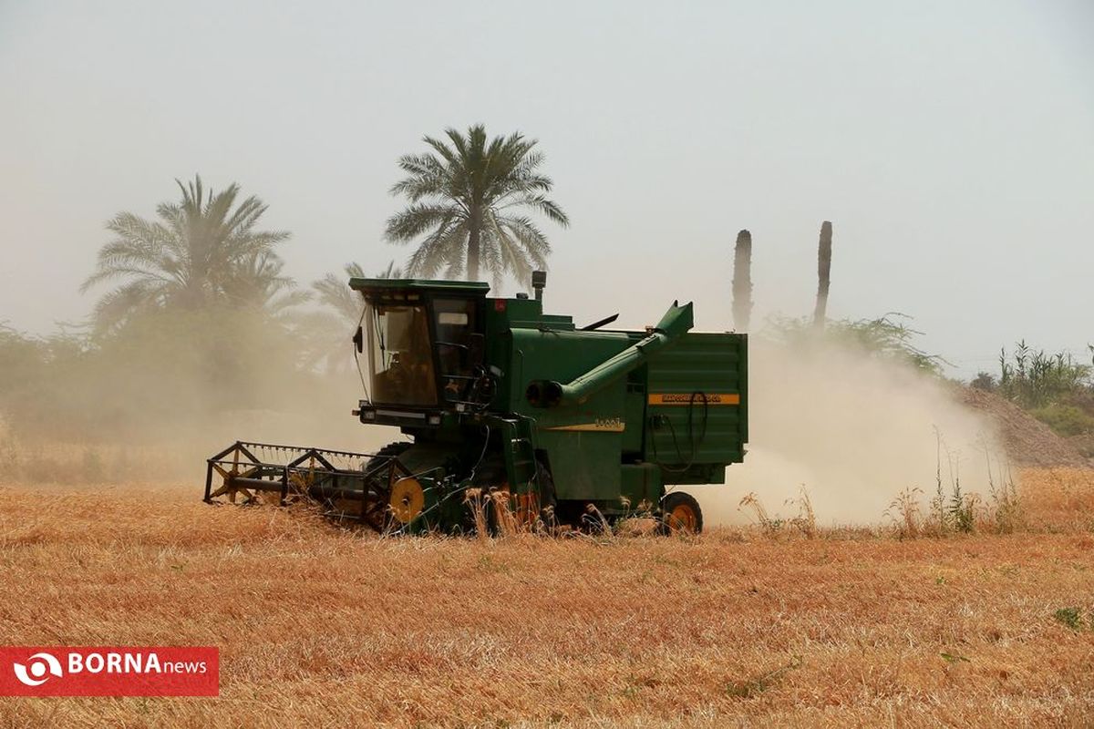 افزایش ۲۰ درصدی خرید گندم در خرمشهر نسبت به سال قبل