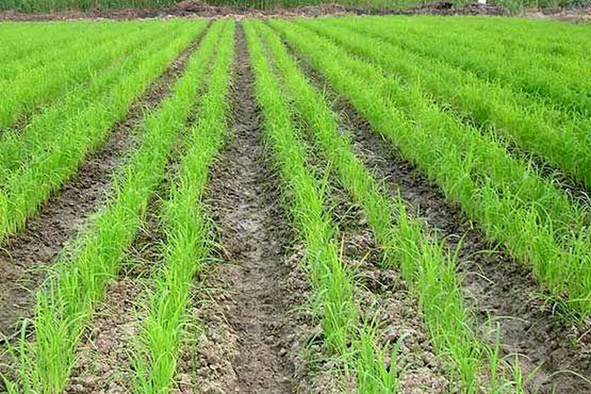«خشکه کاری برنج» راهکار مقابله با کم آبی/ کاهش هزینه های کاشت و داشت در این روش