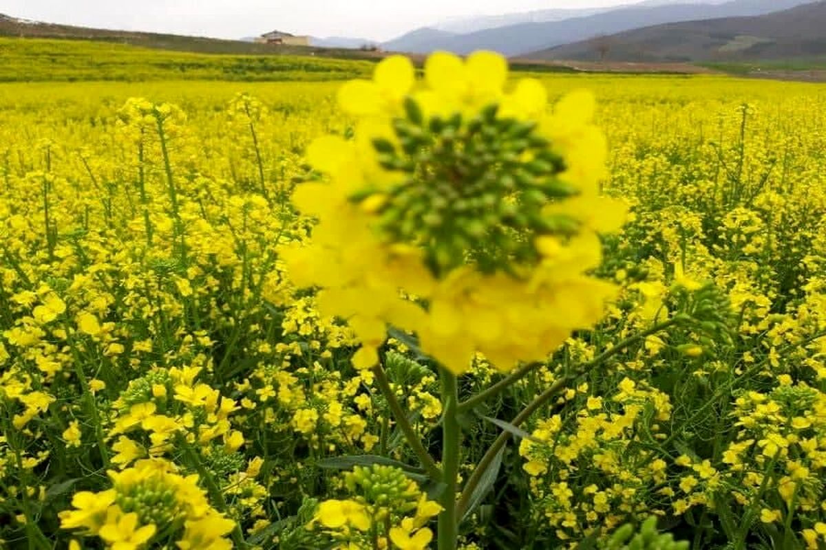 علی آباد کتول می‌تواند قطب تولید کلزای گلستان باشد