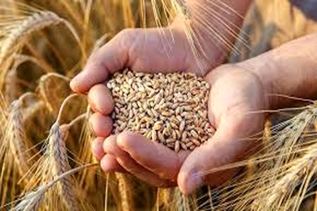 برای خودکفایی پایدار در کالاهای اساسی باید قیمت گندم منصفانه تعیین شود