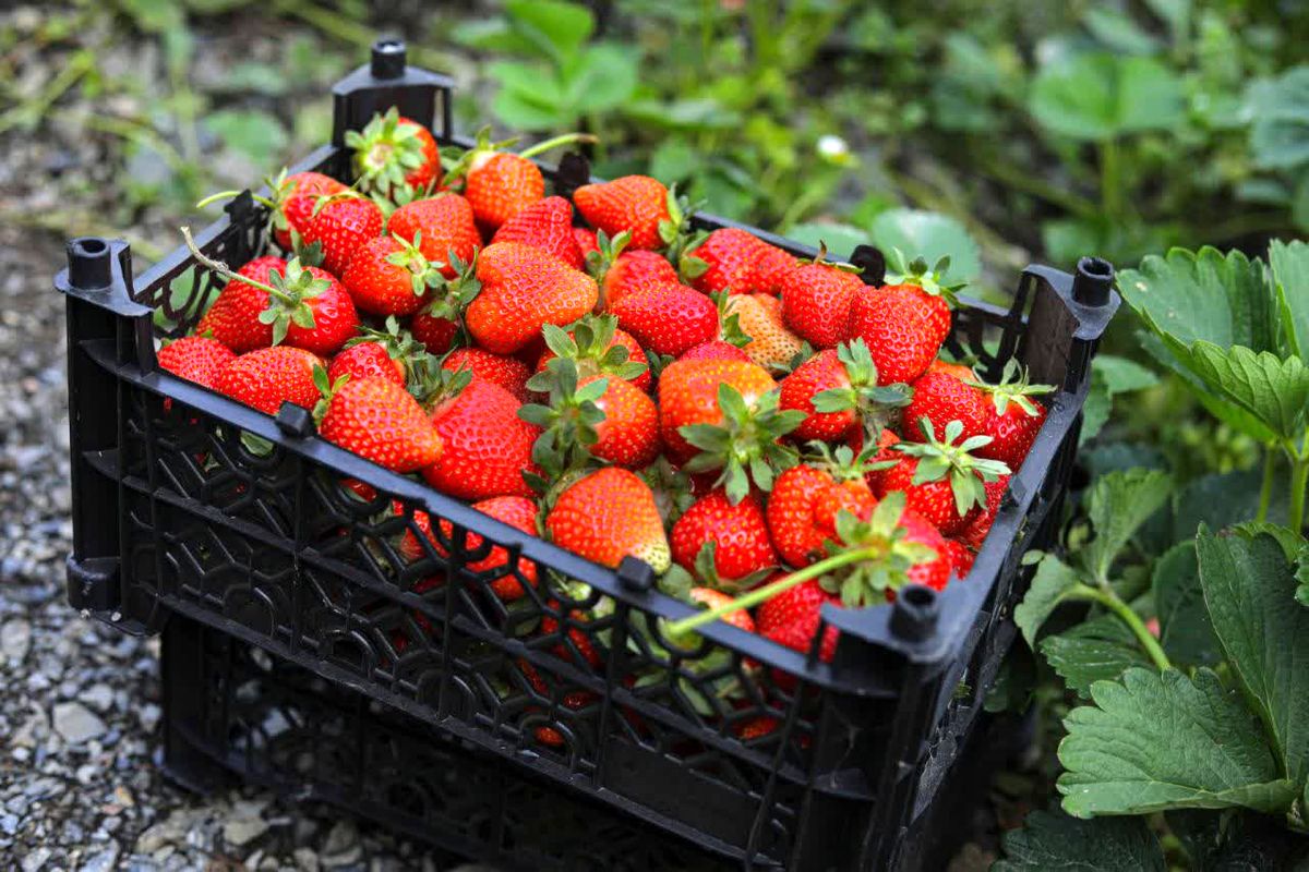 پیش‌بینی تولید ۱۲۰هزار تن توت فرنگی در کشور