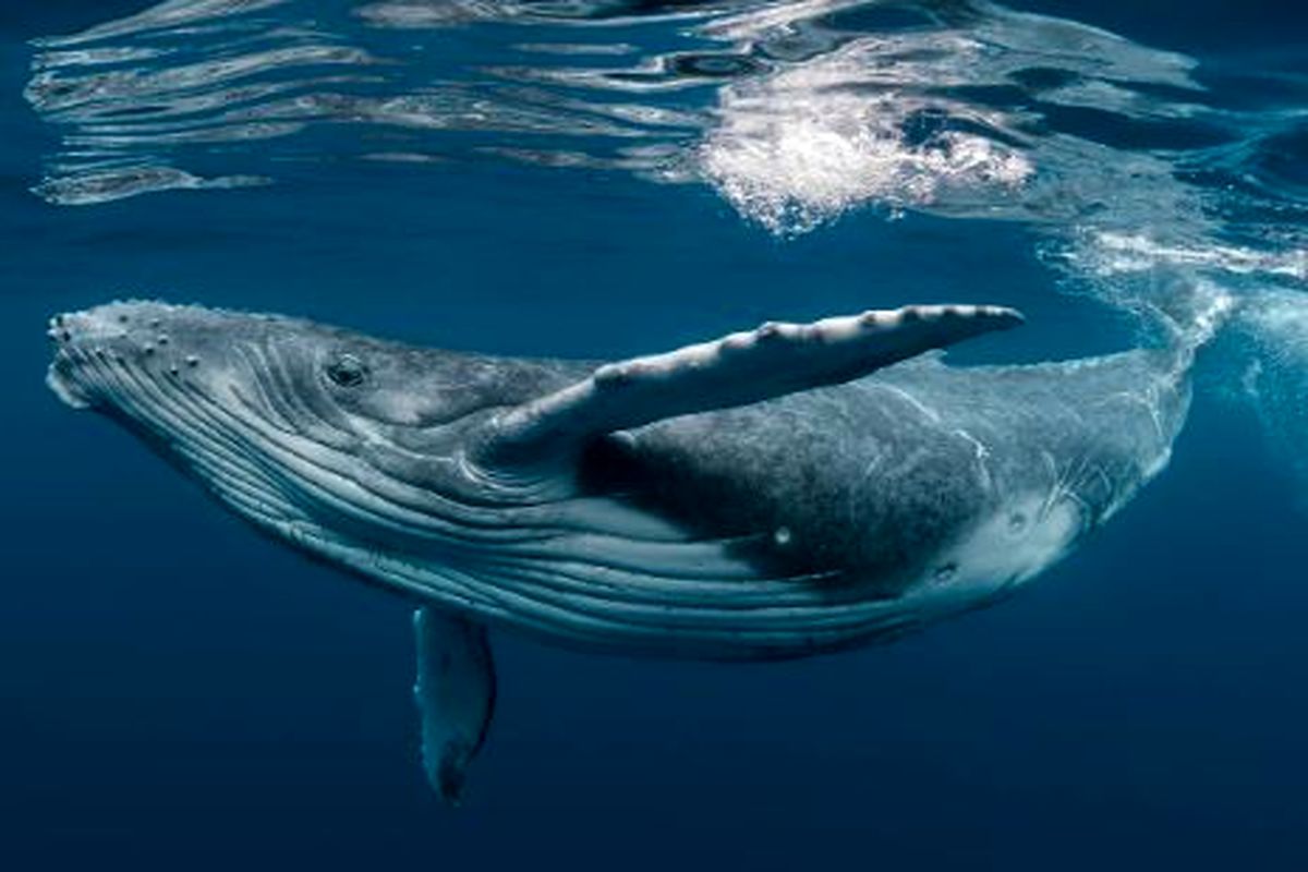 راز مبتلا نشدن به سرطان در نهنگ ها کشف شد