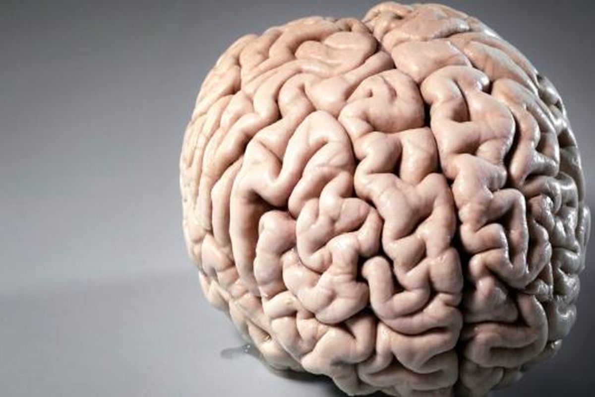 چه عواملی که مغز را کوچک می‌کند؟