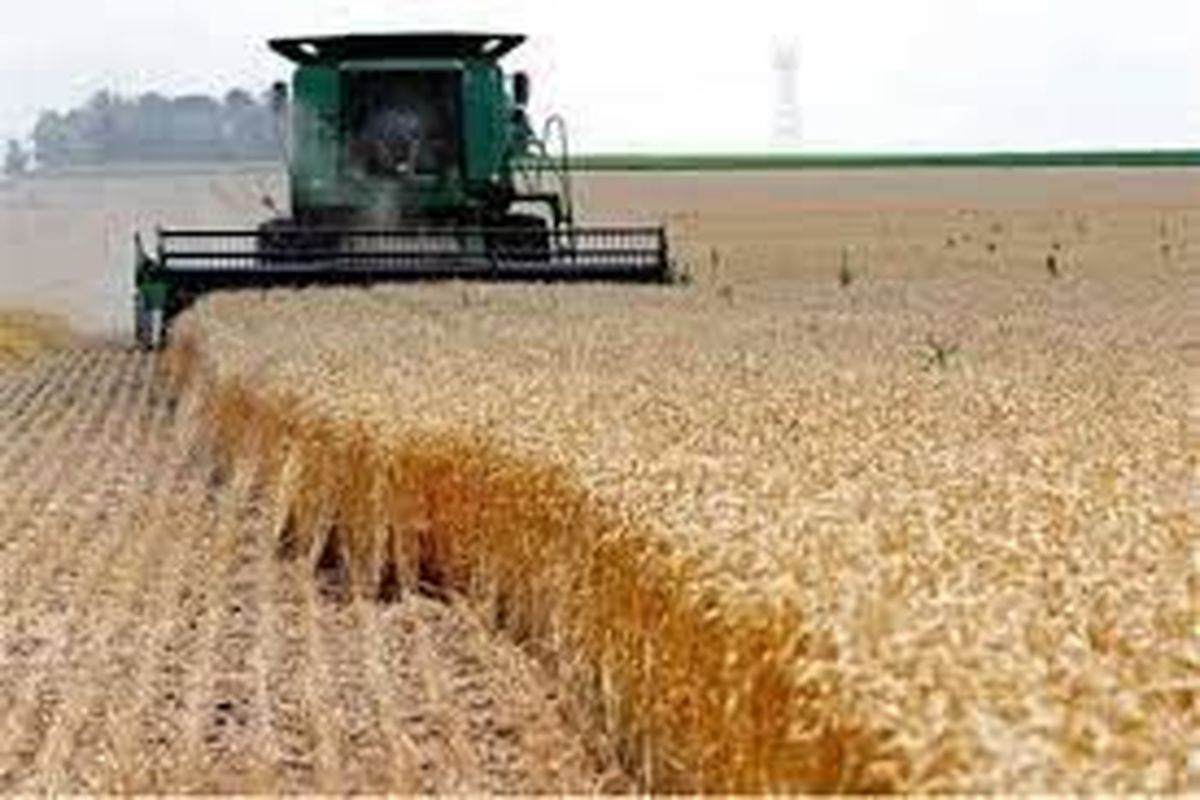 برداشت ۲۳۰ هزار تن گندم در شهرستان دهلران