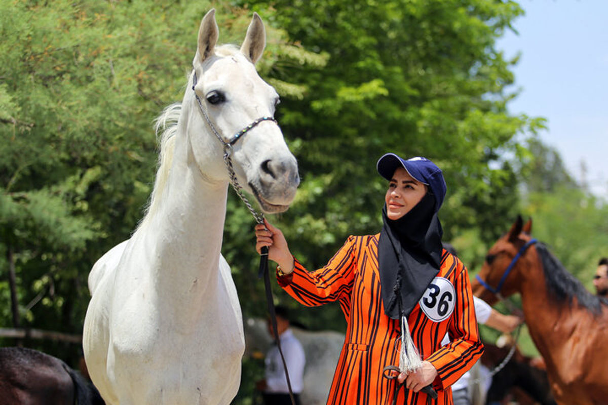 هفدهمین جشنواره اسب اصیل ترکمن با شناخت برترین ها به کار خود پایان داد