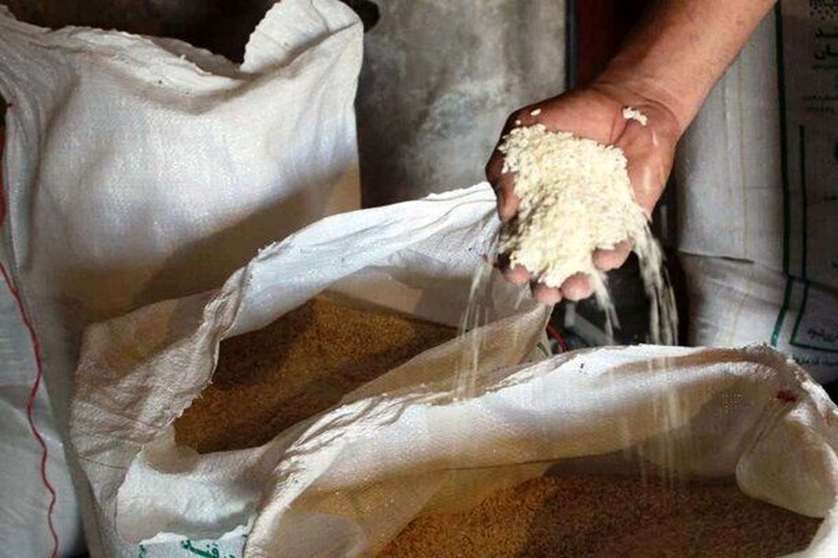 افزایش مراکز خرید برنج در بابل