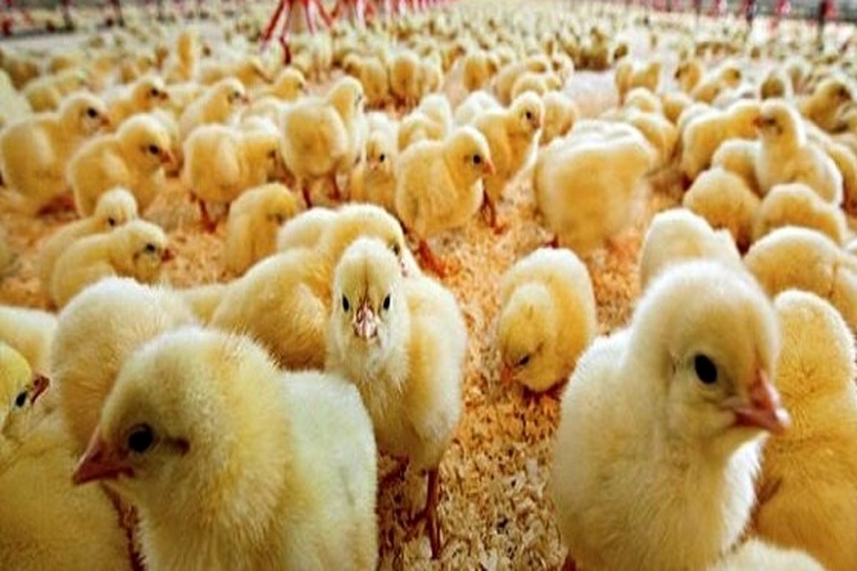 ۴۸۰ میلیون جوجه به مرغداران تحویل داده می شود