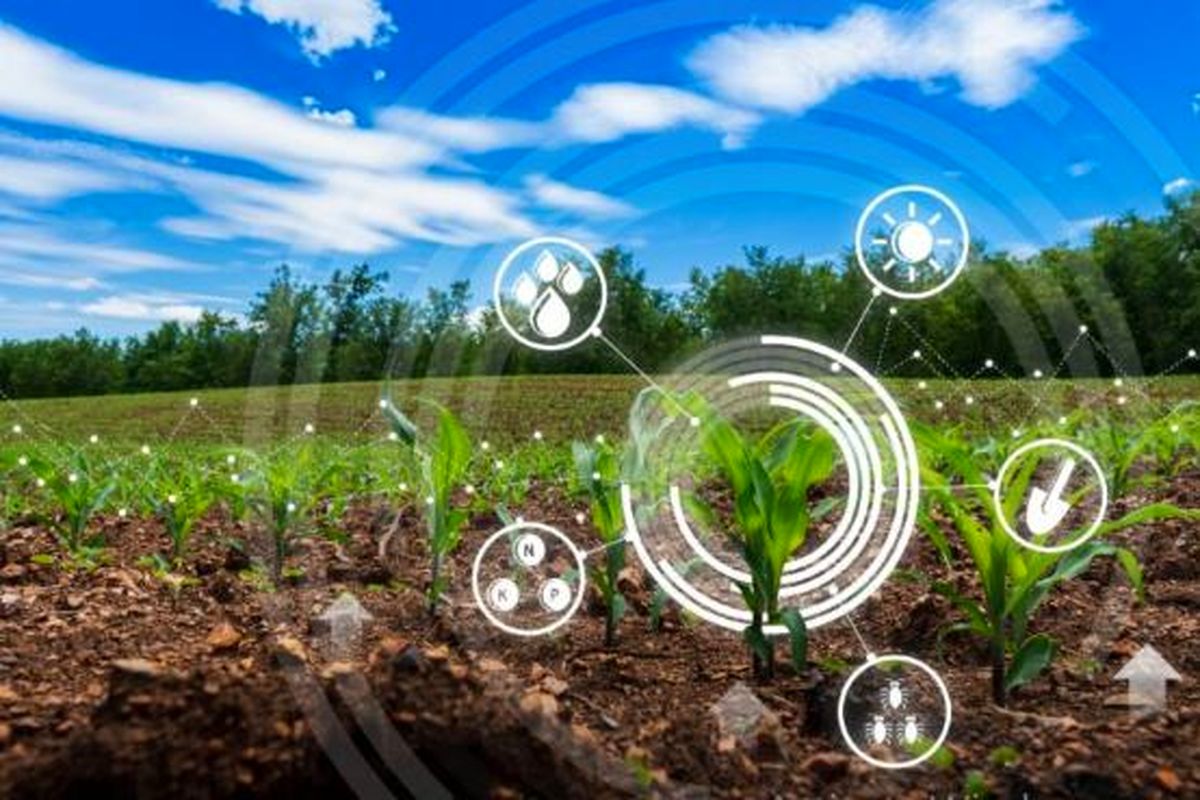 افزایش سودآوری کشاورزان با کمک فناوری زنجیره‌بلوکی
