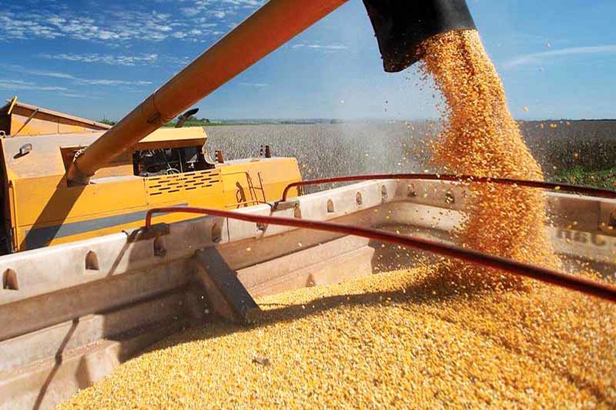 ادامه روند رکورد شکنی خرید گندم کشور در خوزستان / تا کنون بیش از یک میلیون و ۷۱۱ هزار تُن گندم از کشاورزان خریداری شد