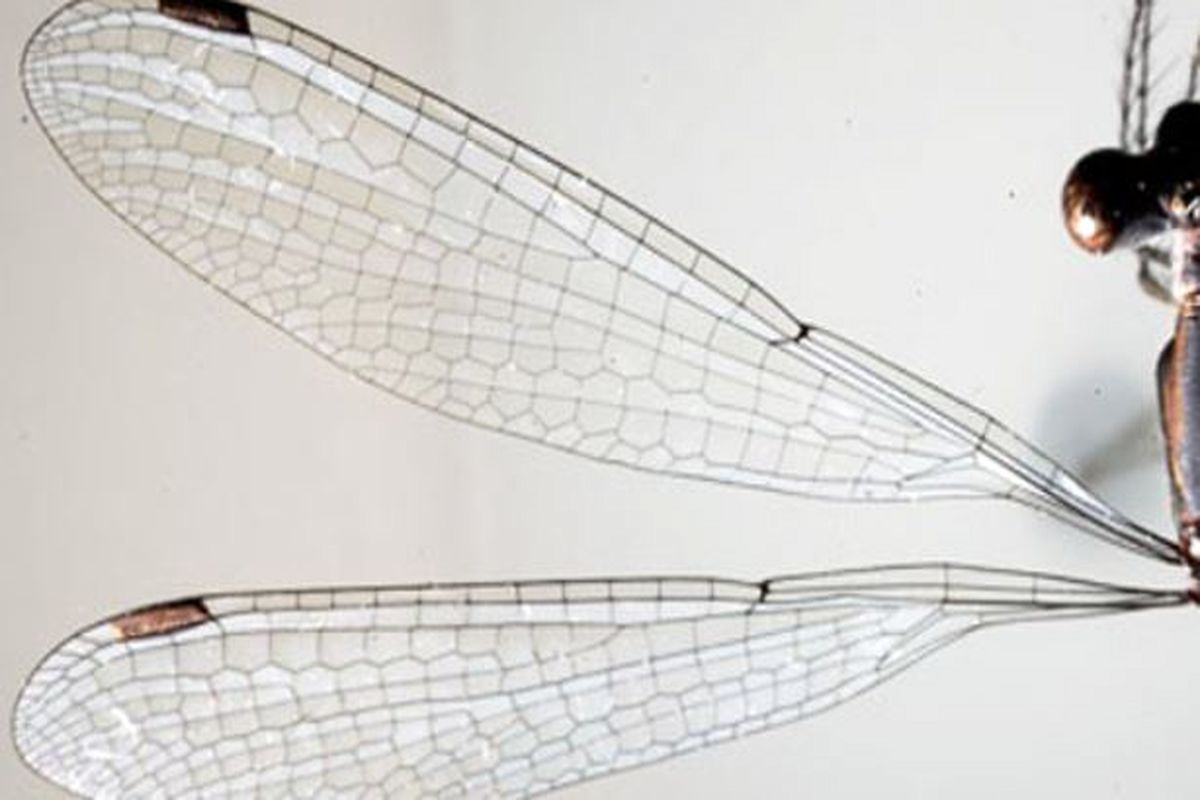 الگوبرداری از بال حشرات در توسعه خودتمیزکننده