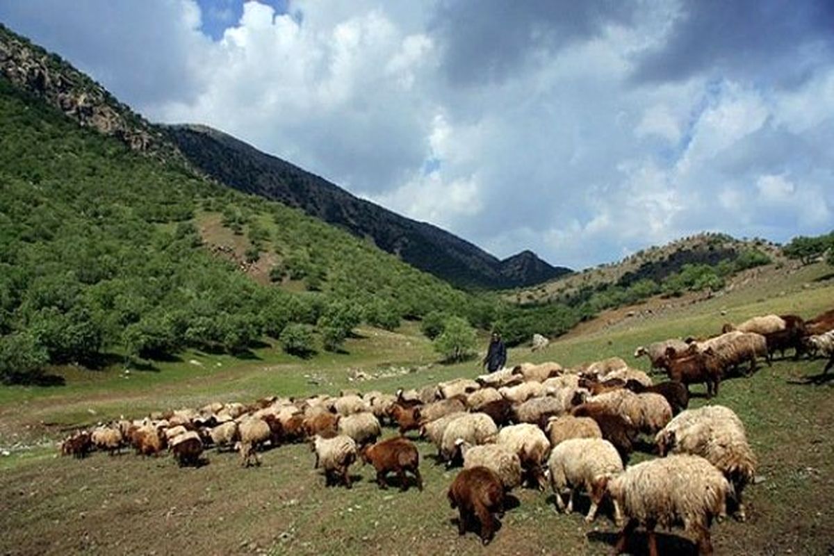 اخراج ۱۰۰۰ رأس دام در منطقه حفاظت شده البرز جنوبی
