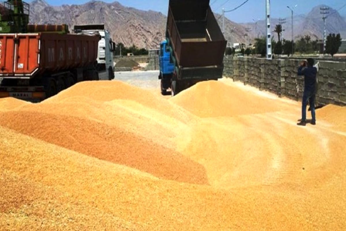 رکورد خرید گندم در سیستان و بلوچستان به حدود ۶۵ هزار تن رسید
