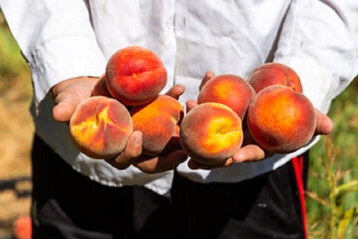 پیش بینی برداشت ۱۲۰ هزار تن  میوه های هسته دار از باغات استان گلستان