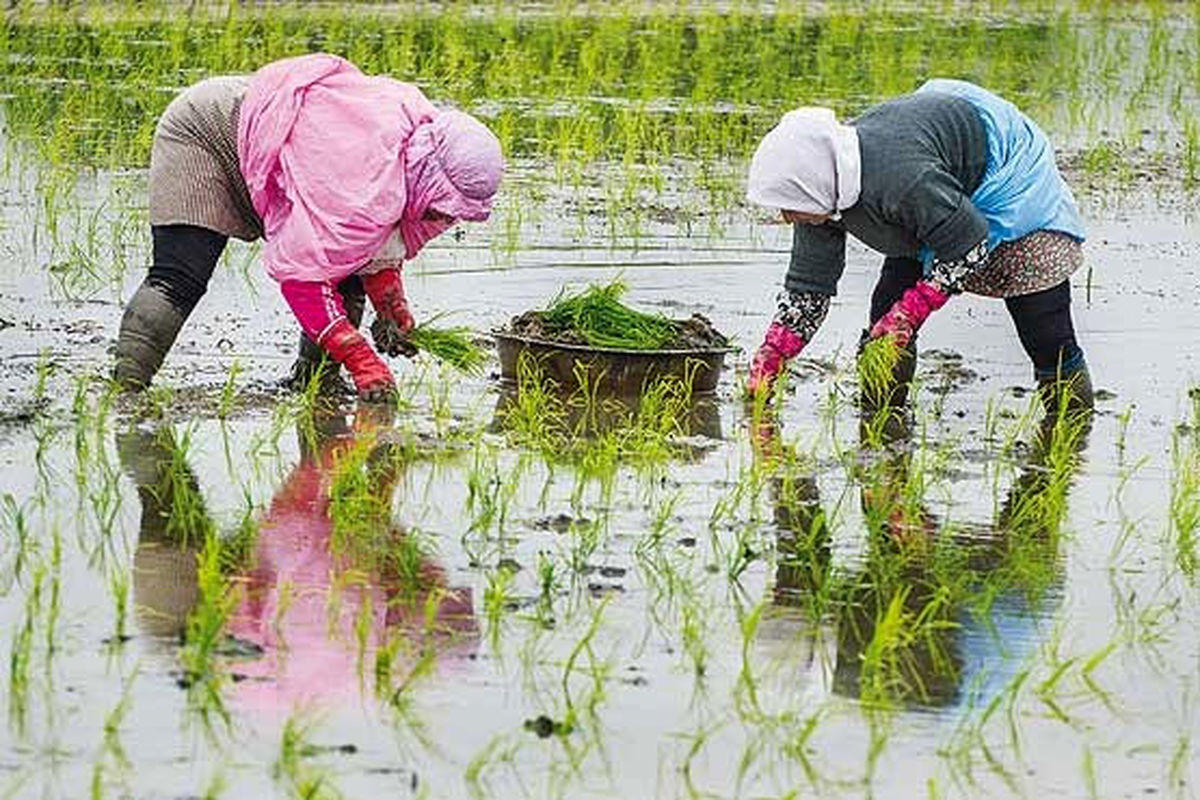 کشت برنج تنها در ۱۵ هزار هکتار اراضی نسق گلستان مجاز است
