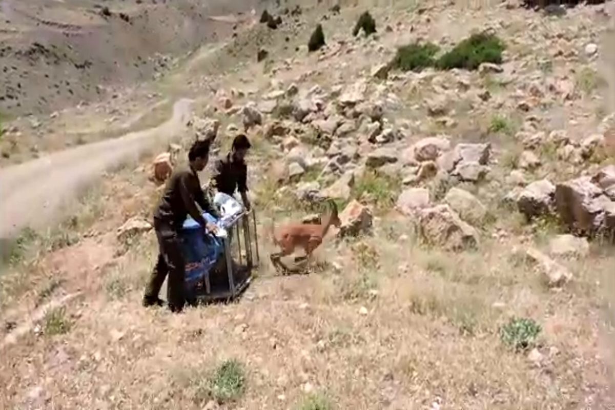 نجات و رهاسازی یک رأس بز کوهی در شهرستان رودبار + فیلم
