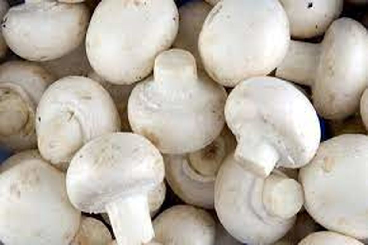 تولید قارچ به ۲۲۰ هزارتن خواهد رسید / کاهش قیمت ۱۵ تا ۲۰ درصدی قارچ در فصل تابستان