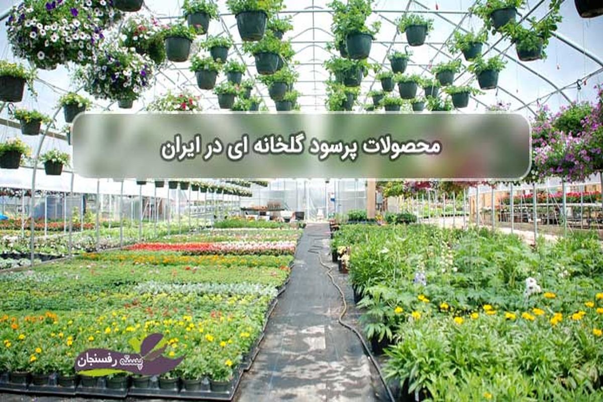 تولید سه هزار تن محصولات گلخانه‌ای در ایلام